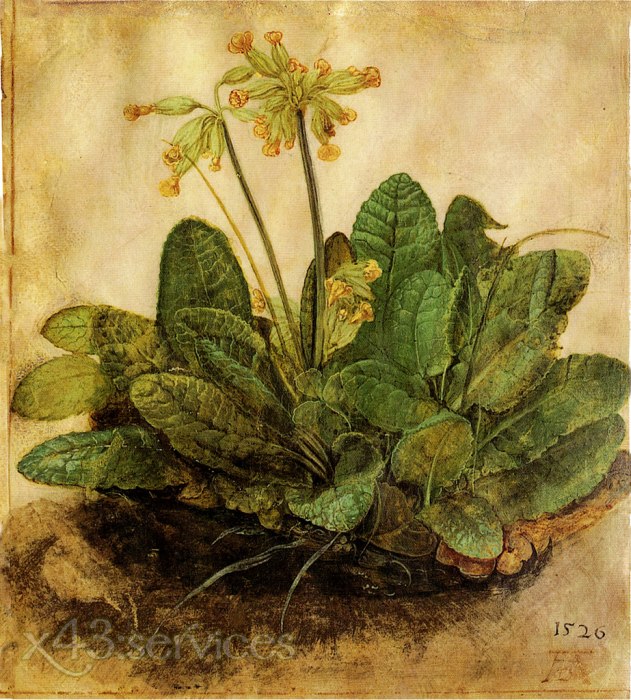 Albrecht Duerer - Bueschel von Schluesselblumen oder Primel - Tuft of Cowslips or Primula - zum Schließen ins Bild klicken